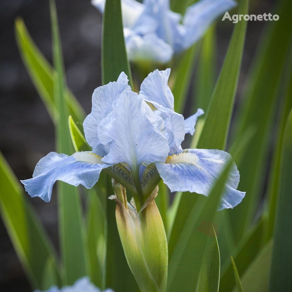 Kosaciec Low Blue Denim Iris Pumila