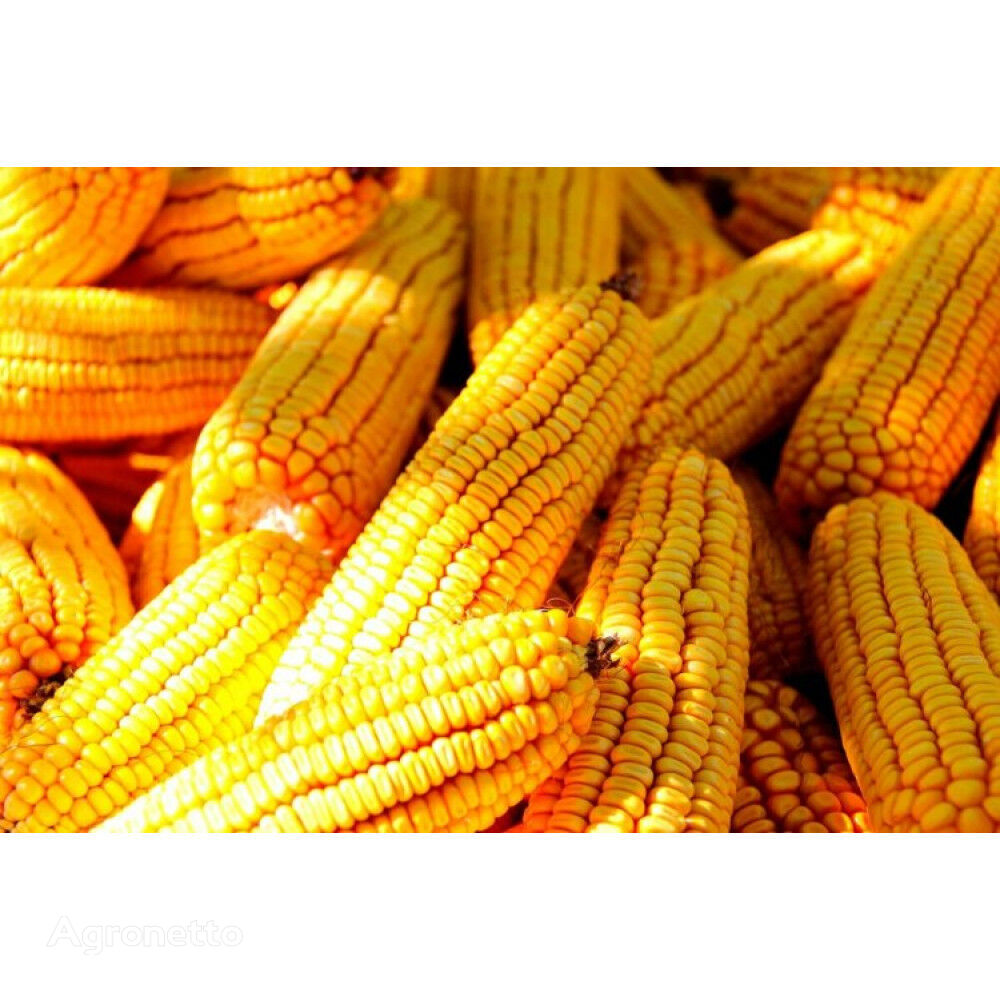 Kukurūzų sėklos "Moisson", fr. papildomai, FAO-330