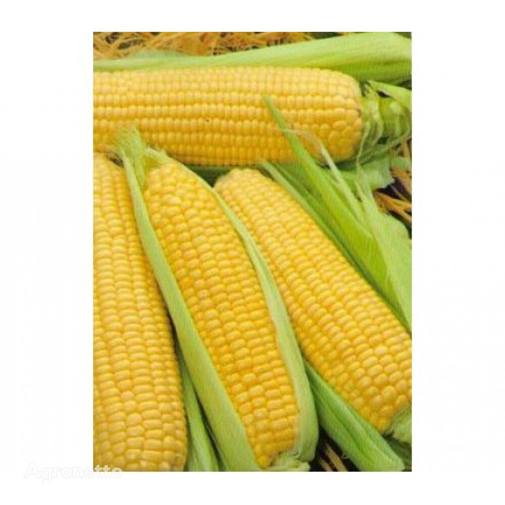 Семена кукурузы НУР, ФАО 170